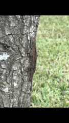 Anolis sagrei