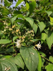 Deutzia scabra