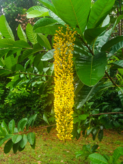 Lophanthera lactescens
