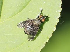 Platystoma seminationis