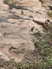 Ictidomys tridecemlineatus