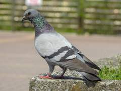 Columba livia domestica