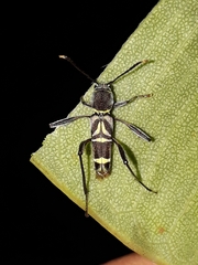 Neoclytus pusillus