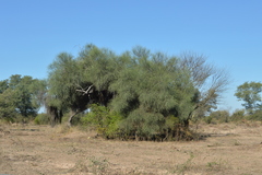 Prosopis kuntzei