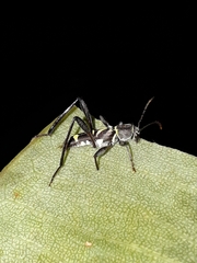 Neoclytus pusillus