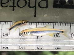 Pteronotropis metallicus