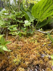 Sphagnum flavicomans
