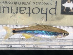 Pteronotropis metallicus