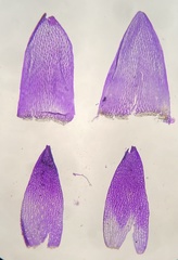 Sphagnum flavicomans