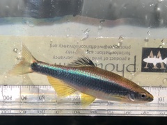 Pteronotropis metallicus