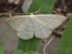 Scopula frigidaria