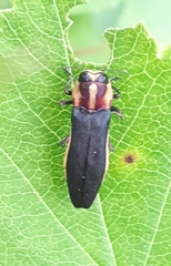 Agrilus vittaticollis
