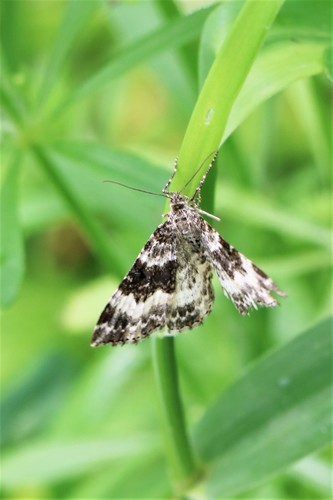 Pievinė Cidarija nuotrauka