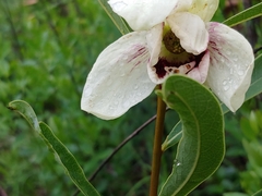 Asimina angustifolia