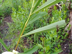 Asimina angustifolia
