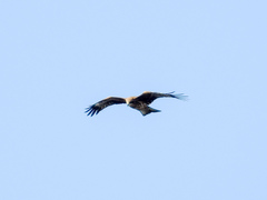 Milvus migrans lineatus