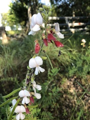 Tephrosia onobrychoides