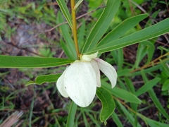 Asimina angustifolia