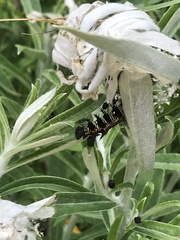 Vanessa virginiensis