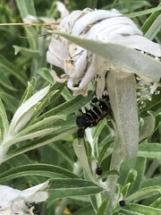 Vanessa virginiensis