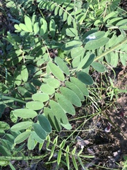 Tephrosia onobrychoides