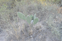 Opuntia amyclaea