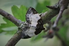 Mesoleuca albicillata