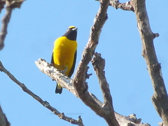 Euphonia chlorotica