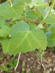 Pavonia lasiopetala