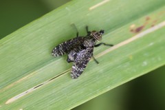 Platystoma seminationis