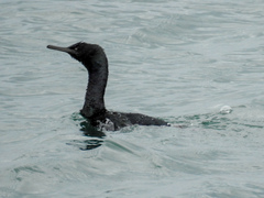 Urile pelagicus