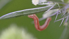 Pyrausta inornatalis