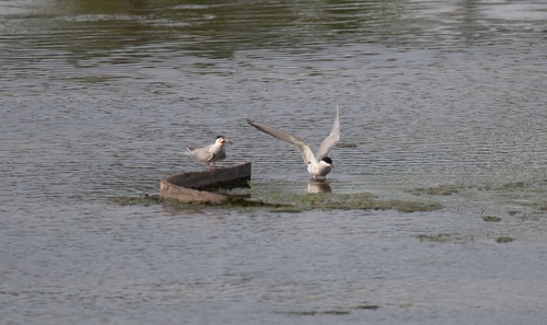 Common Tern