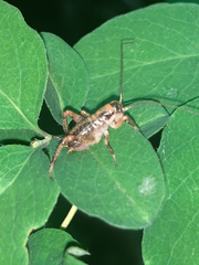 Cyphoderris