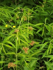 Vincetoxicum rossicum