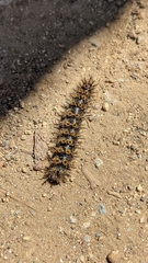 Hemileuca eglanterina