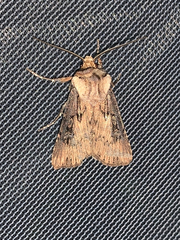 Agrotis antica