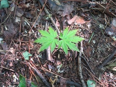 Acer pseudosieboldianum