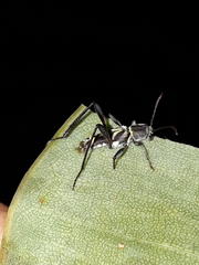 Neoclytus pusillus