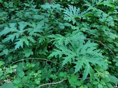 Heracleum mantegazzianum