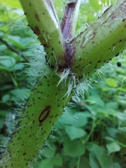 Heracleum mantegazzianum