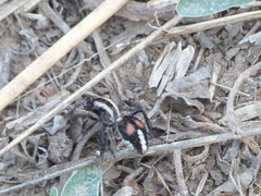 Traumatomutilla centralis