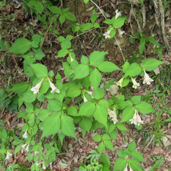 Diabelia spathulata