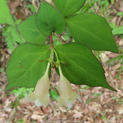 Diabelia spathulata