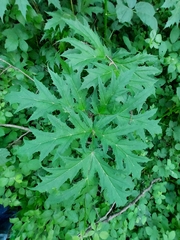 Heracleum mantegazzianum