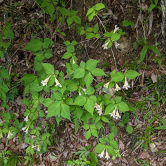 Diabelia spathulata