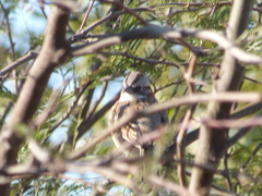 Zonotrichia capensis