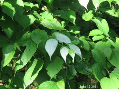 Actinidia polygama