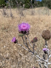 Cirsium andersonii