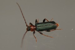 Phymatodes testaceus